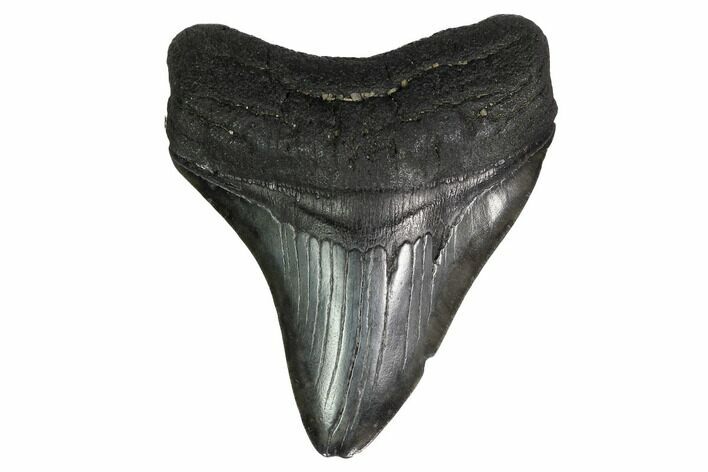 Fossil Megalodon Tooth - Georgia #151519